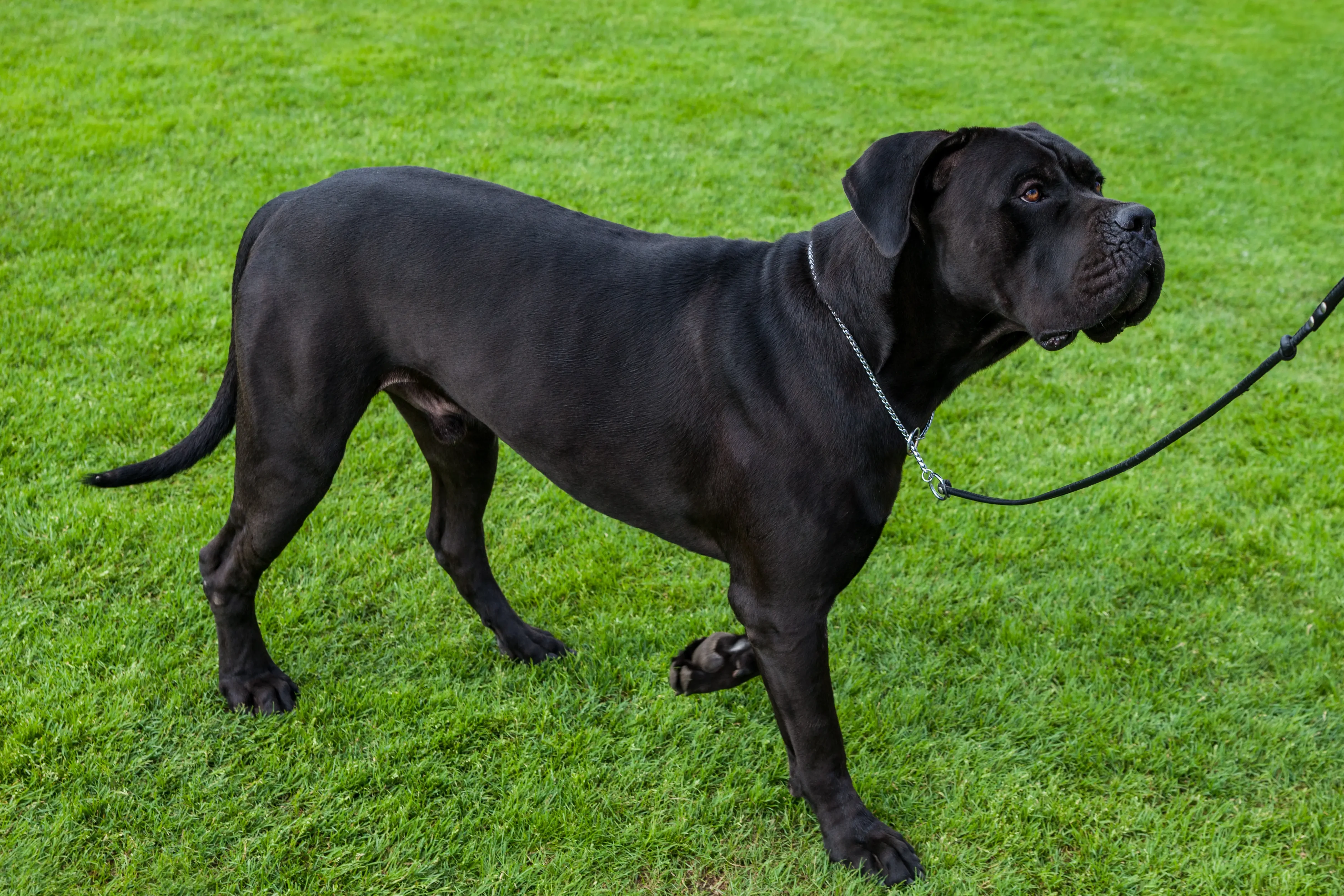 Cane Corso Italiano chiots et éleveurs Ici, tu trouveras des éleveurs de Cane Corso Italianos près de chez toi.