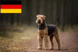Lire la suite à propos de l’article Éleveurs d’Airedale Terrier et chiots en Allemagne