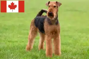 Lire la suite à propos de l’article Éleveurs d’Airedale Terrier et chiots au Canada