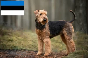 Lire la suite à propos de l’article Éleveurs d’Airedale Terrier et chiots en Estonie
