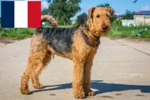 Lire la suite à propos de l’article Éleveurs d’Airedale Terrier et chiots en France