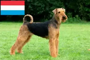 Lire la suite à propos de l’article Éleveurs d’Airedale Terrier et chiots au Luxembourg