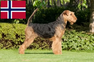 Lire la suite à propos de l’article Éleveurs d’Airedale Terrier et chiots en Norvège