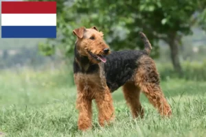 Lire la suite à propos de l’article Éleveurs d’Airedale Terrier et chiots aux Pays-Bas
