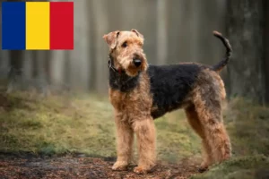 Lire la suite à propos de l’article Éleveurs d’Airedale Terrier et chiots en Roumanie