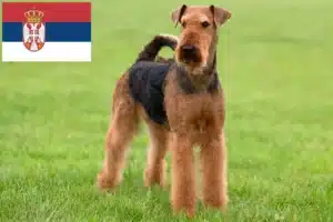 Lire la suite à propos de l’article Éleveurs d’Airedale Terrier et chiots en Serbie