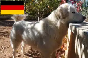 Lire la suite à propos de l’article Éleveurs et chiots Akbash en Allemagne