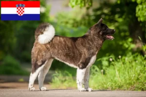 Lire la suite à propos de l’article Éleveurs d’Akita et chiots en Croatie