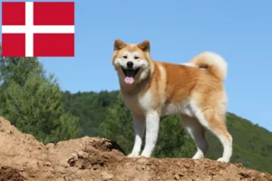 Lire la suite à propos de l’article Éleveurs d’Akita et chiots au Danemark