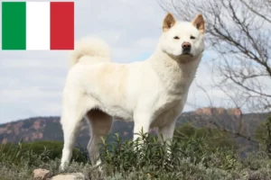 Lire la suite à propos de l’article Éleveurs d’Akita et chiots en Italie