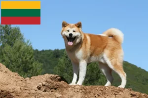 Lire la suite à propos de l’article Éleveurs d’Akita et chiots en Lituanie