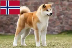 Lire la suite à propos de l’article Éleveurs d’Akita et chiots en Norvège