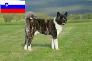 Lire la suite à propos de l’article Éleveurs d’Akita et chiots en Slovénie