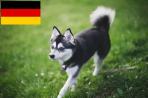 Lire la suite à propos de l’article Alaskan Klee Kai Éleveurs et chiots en Allemagne