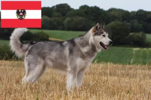 Lire la suite à propos de l’article Alaskan Malamute Éleveurs et chiots en Autriche