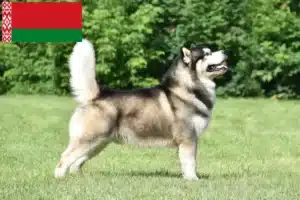 Lire la suite à propos de l’article Alaskan Malamute Éleveurs et chiots en Biélorussie