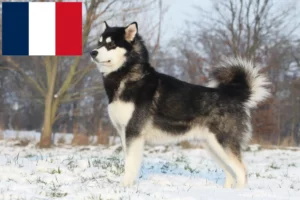 Lire la suite à propos de l’article Alaskan Malamute Éleveurs et chiots en France