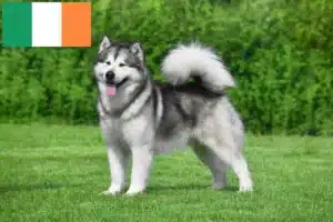 Lire la suite à propos de l’article Éleveurs de Malamutes d’Alaska et chiots en Irlande