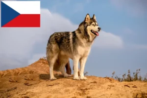 Lire la suite à propos de l’article Alaskan Malamute Éleveurs et chiots en République tchèque