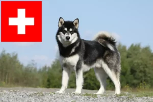 Lire la suite à propos de l’article Alaskan Malamute Éleveurs et chiots en Suisse