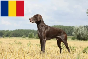 Lire la suite à propos de l’article Éleveurs et chiots de chiens allemands à poil court en Roumanie