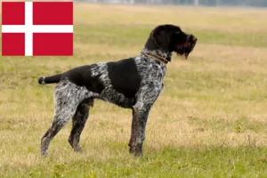 Lire la suite à propos de l’article Éleveurs et chiots de chiens à poil dur au Danemark