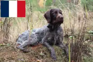 Lire la suite à propos de l’article Éleveurs et chiots de chiens à poil dur en France