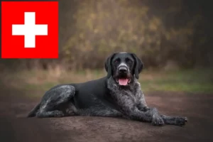 Lire la suite à propos de l’article Eleveurs et chiots de chiens à poil dur en Suisse