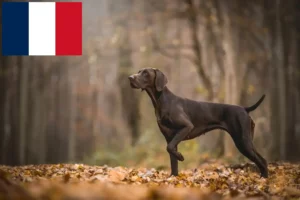Lire la suite à propos de l’article Éleveurs et chiots à poil court allemand en France