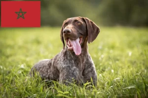 Lire la suite à propos de l’article Éleveurs et chiots à poil court allemand au Maroc