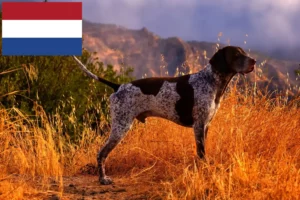 Lire la suite à propos de l’article Éleveurs et chiots à poil court allemand aux Pays-Bas