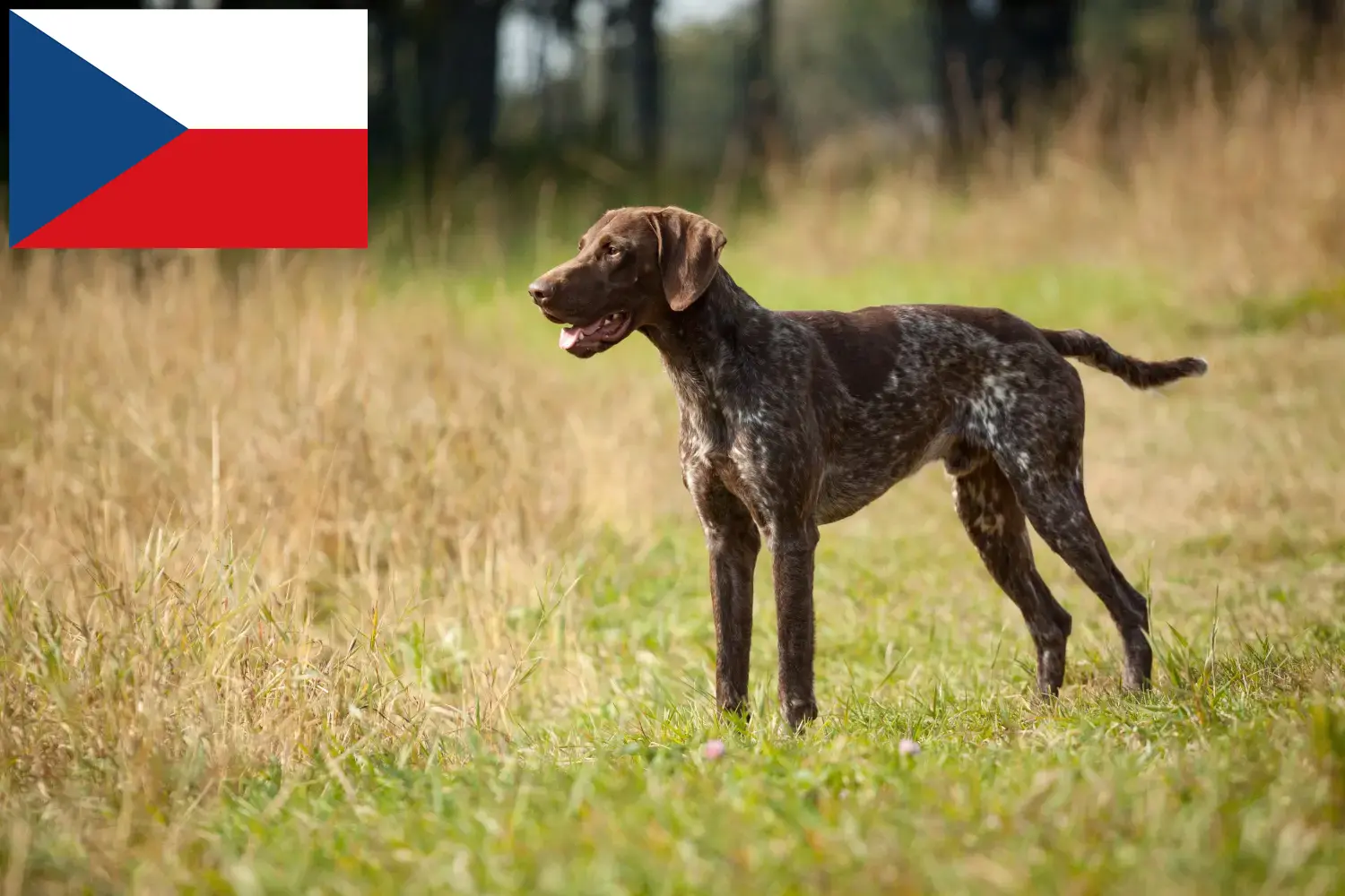 Chiots et éleveurs allemands à poil court République tchèque Ici, tu trouveras des éleveurs de chats à poil court allemands en République tchèque.