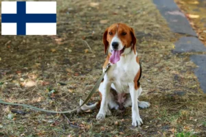 Lire la suite à propos de l’article Éleveurs de Foxhounds américains et chiots en Finlande
