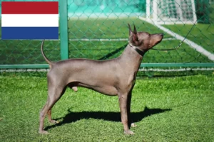 Lire la suite à propos de l’article Éleveurs de terriers américains sans poil et chiots aux Pays-Bas