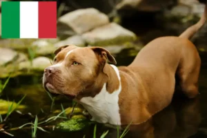 Lire la suite à propos de l’article Éleveurs d’American Pit Bull Terrier et chiots en Italie