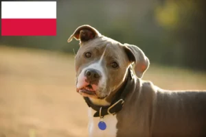 Lire la suite à propos de l’article Éleveurs d’American Pit Bull Terrier et chiots en Pologne