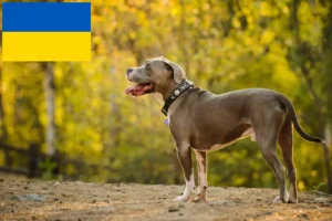 Lire la suite à propos de l’article Éleveurs de Pit Bull Terriers américains et chiots en Ukraine