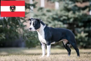 Lire la suite à propos de l’article Éleveurs de Staffordshire Terrier américain et chiots en Autriche