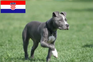 Lire la suite à propos de l’article Éleveurs de Staffordshire Terrier américain et chiots en Croatie