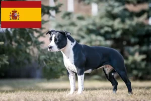 Lire la suite à propos de l’article Éleveurs de Staffordshire Terrier américain et chiots en Espagne