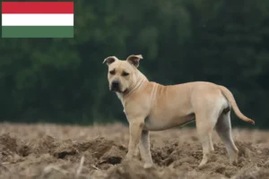 Lire la suite à propos de l’article Éleveurs de Staffordshire Terrier américain et chiots en Hongrie