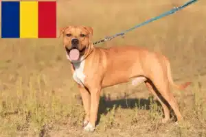 Lire la suite à propos de l’article Éleveurs de Staffordshire Terrier américain et chiots en Roumanie