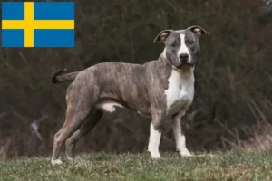 Lire la suite à propos de l’article Éleveurs de Staffordshire Terrier américain et chiots en Suède