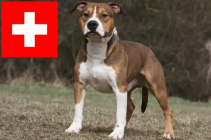 Lire la suite à propos de l’article Éleveurs de Staffordshire Terrier américain et chiots en Suisse