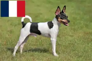 Lire la suite à propos de l’article Éleveurs d’American Toy Terrier et chiots en France
