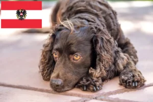 Lire la suite à propos de l’article Éleveurs d’American Water Spaniel et chiots en Autriche