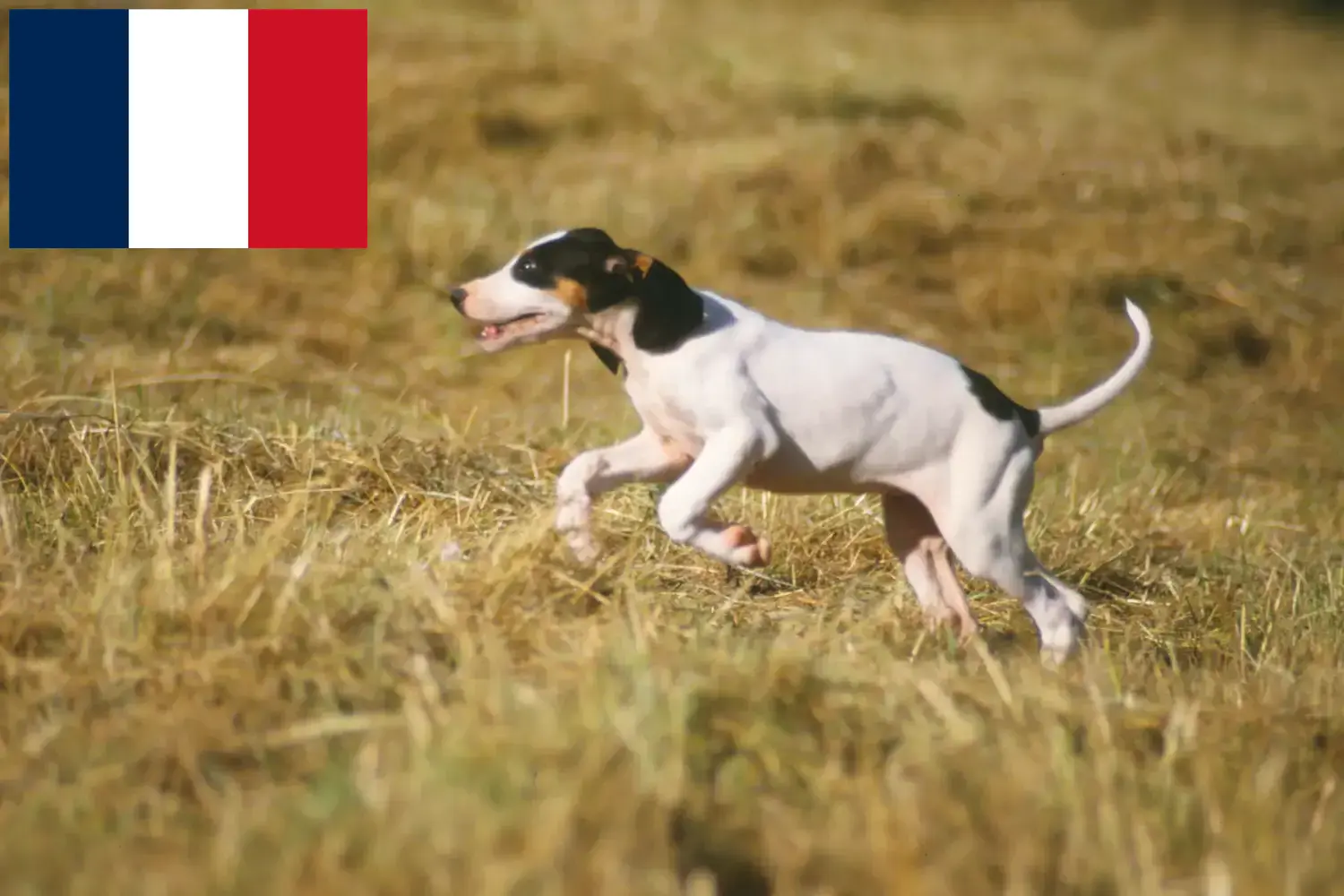 Ariégeois Chiots et éleveurs France Ici, tu trouveras des éleveurs d'Ariégeois en France.