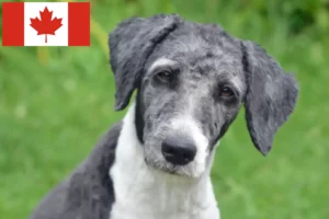 Lire la suite à propos de l’article Éleveurs et chiots d’Aussiedoodle au Canada