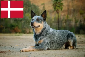 Lire la suite à propos de l’article Éleveurs de chiens de race Australian Cattle Dog et chiots au Danemark