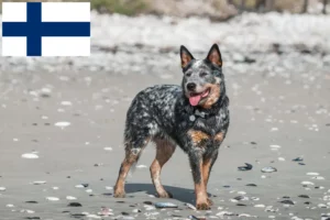 Lire la suite à propos de l’article Éleveurs de chiens de race Australian Cattle Dog et chiots en Finlande